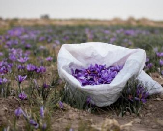 تقلب در زعفران: کشف ۵۷ کیلوگرم زعفران تقلبی