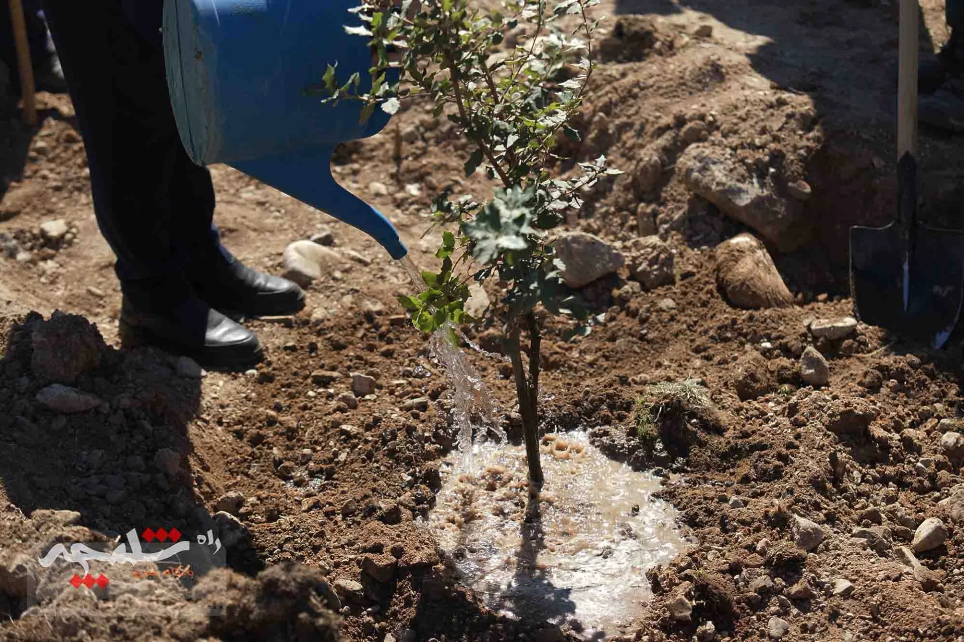 کاشت هزار اصله درخت در دانشگاه تهران — تصویر 9