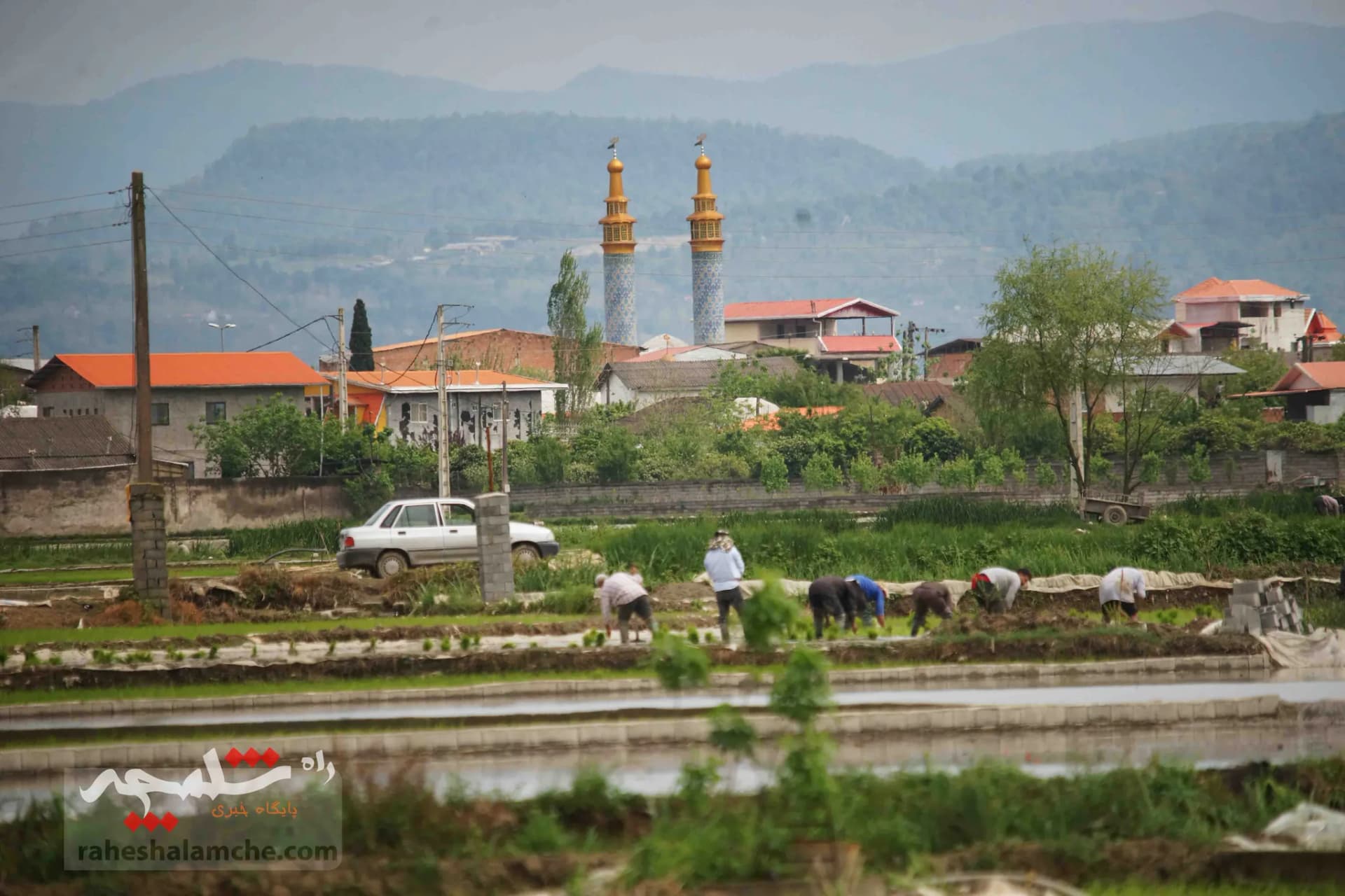 فصل کاشت برنج در مازندران +تصاویر — تصویر 4