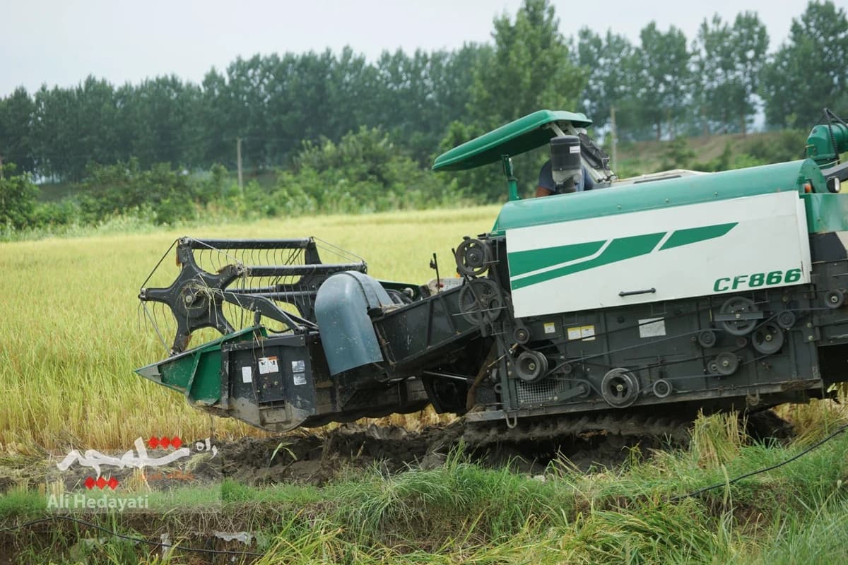 برداشت برنج و دردسرهای کهنه کشاورزان شمال +تصاویر — تصویر 11