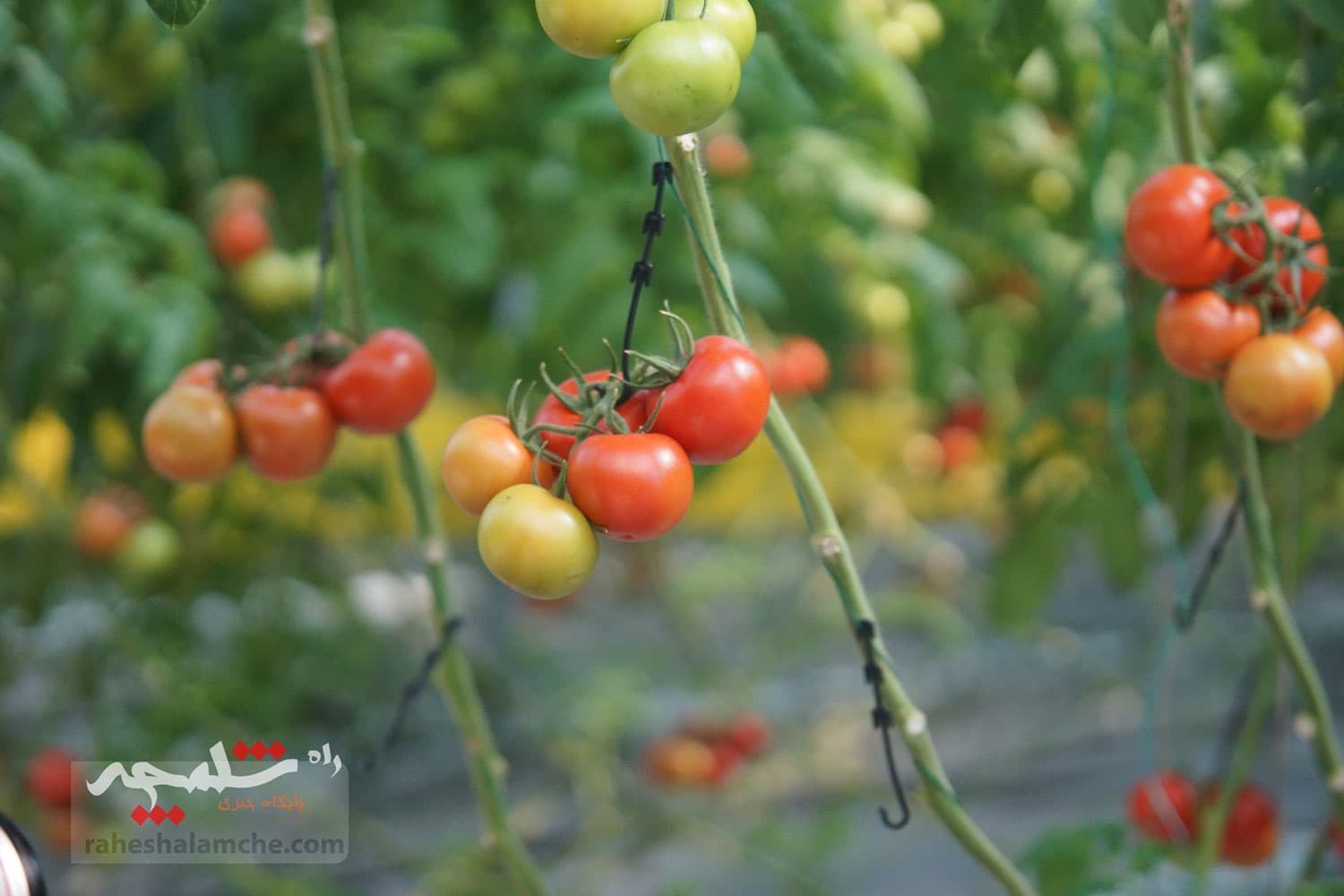 گزارش تصویری کامل سفر پزشکیان جنوب شرق تهران — تصویر 172